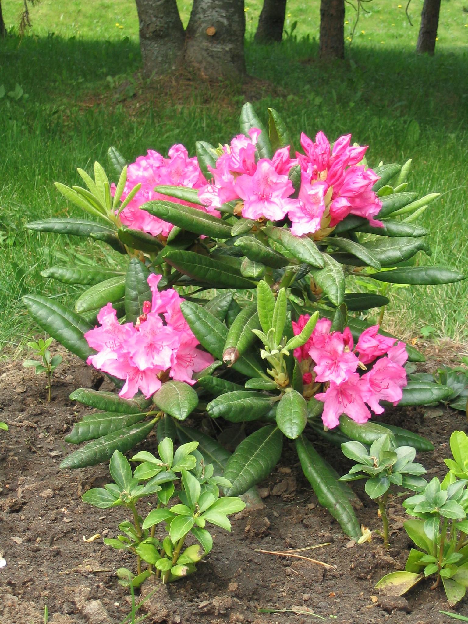 Rhododendron 'haaga' - View 34 from www redcrocus com