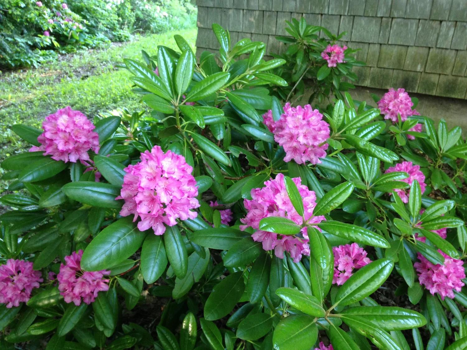 Rhododendron 'haaga' - View 4 from www redcrocus com