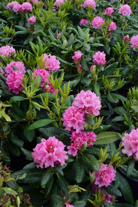 Rhododendron 'haaga' - View 5 from www redcrocus com
