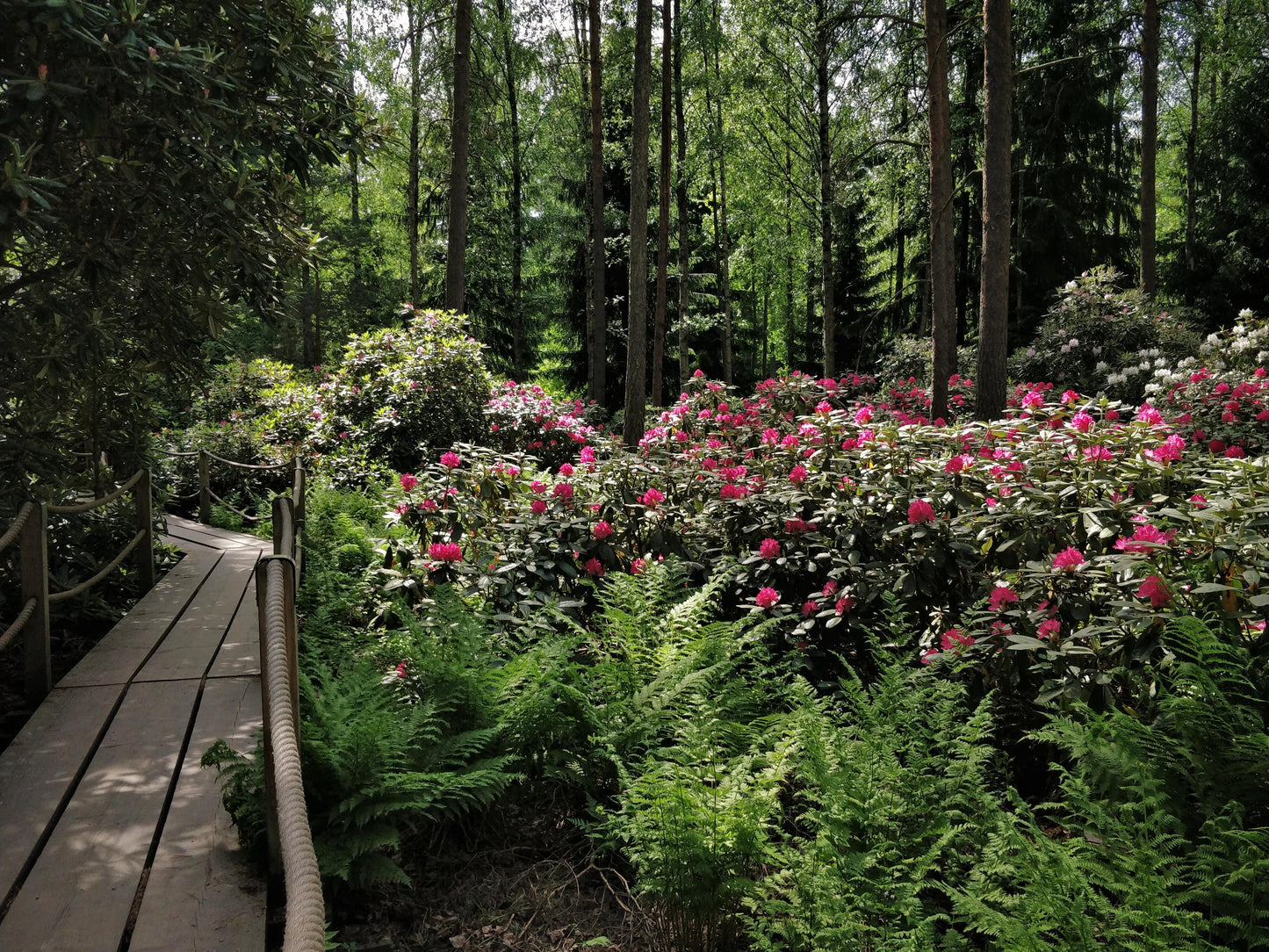 Rhododendron 'haaga' - View 6 from www redcrocus com