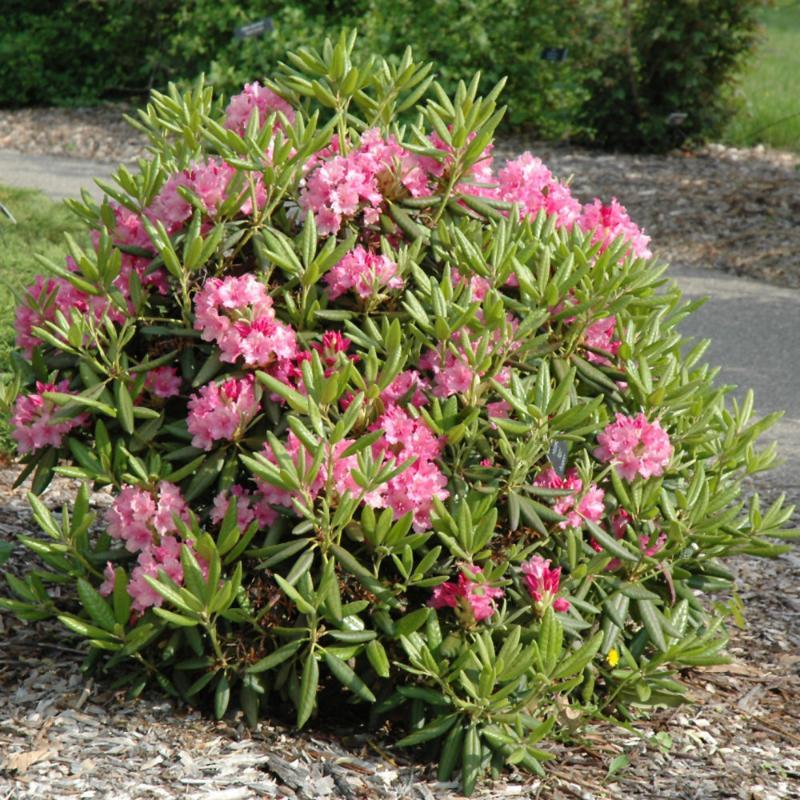 Rhododendron 'haaga' - View 7 from www redcrocus com