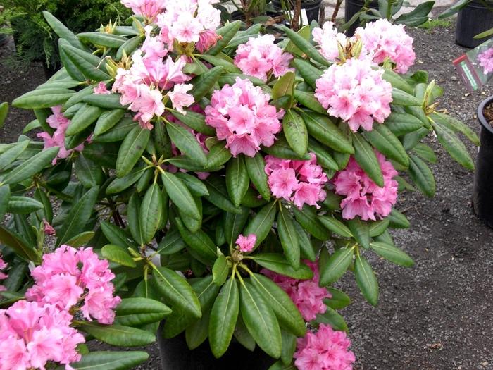 Rhododendron 'haaga' - View 8 from www redcrocus com