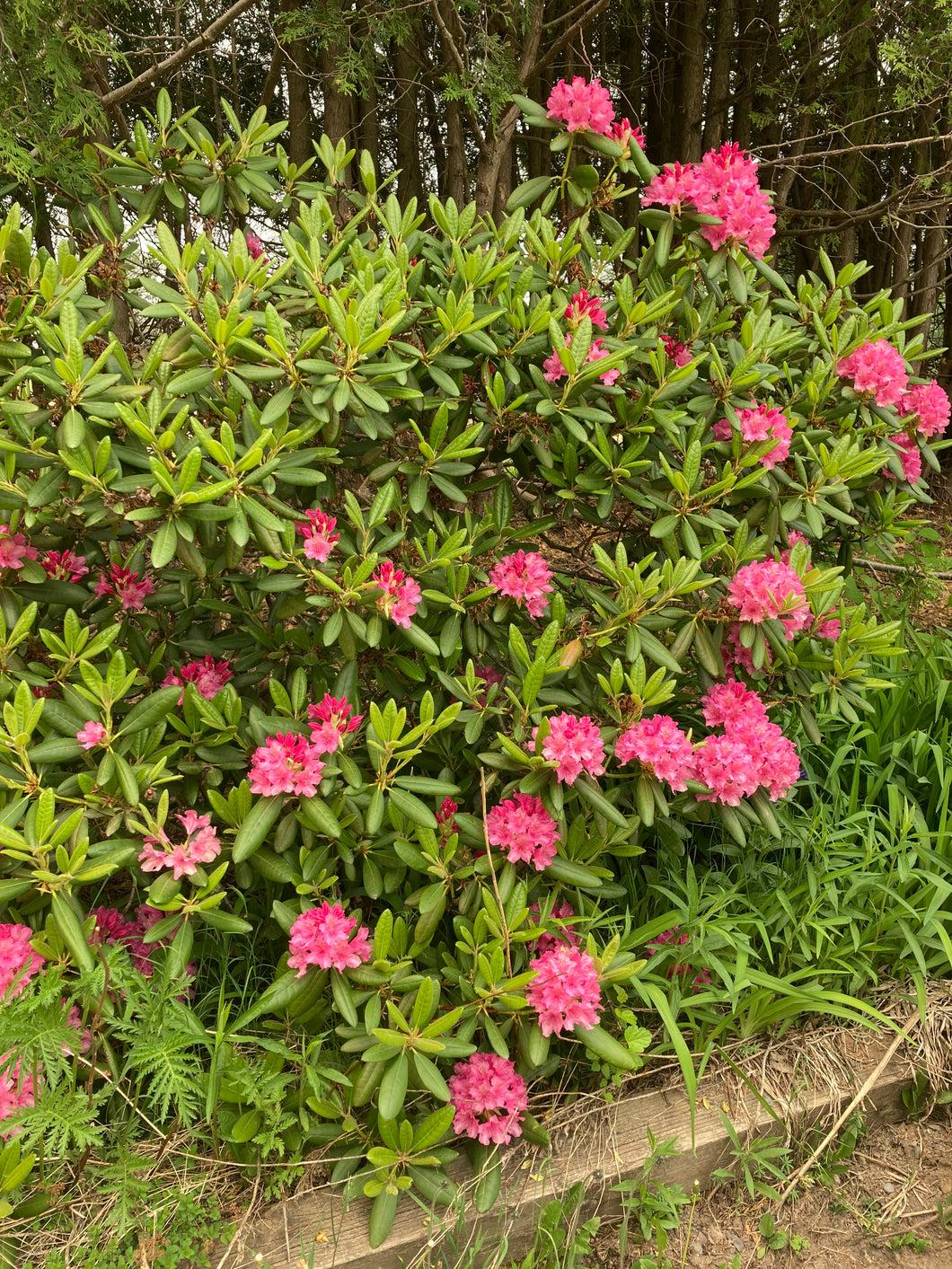 Rhododendron 'haaga' - View 9 from www redcrocus com