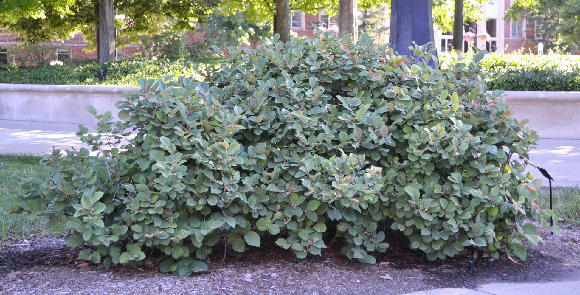 Fothergilla Gardenii - View 12 from www redcrocus com