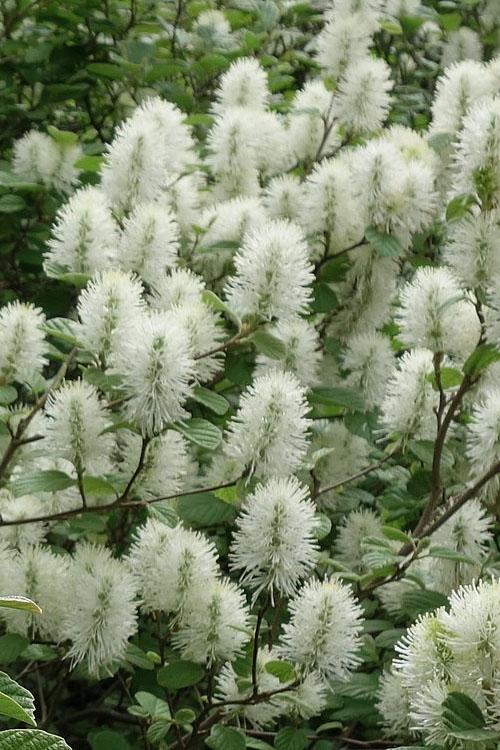 Fothergilla Gardenii - View 13 from www redcrocus com