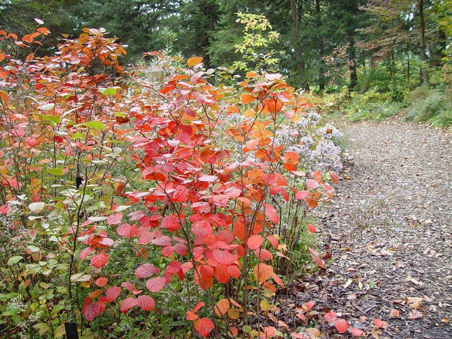 Fothergilla Gardenii - View 18 from www redcrocus com