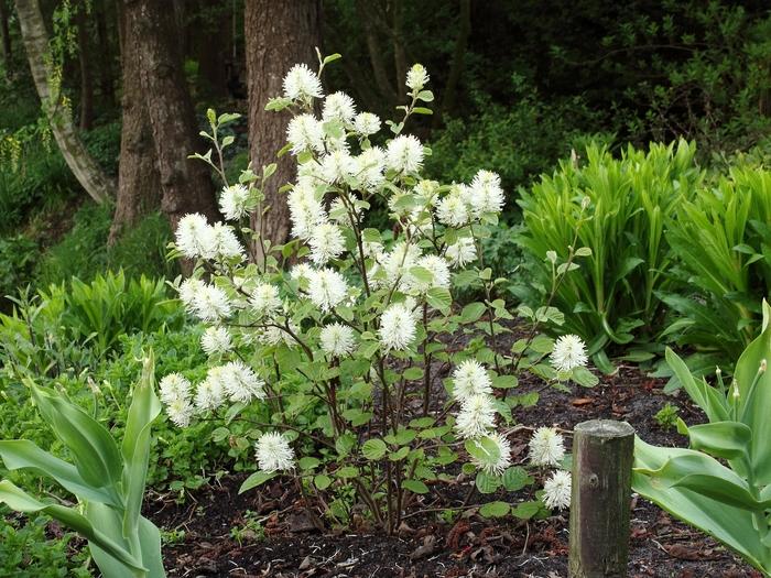Fothergilla Gardenii - View 20 from www redcrocus com