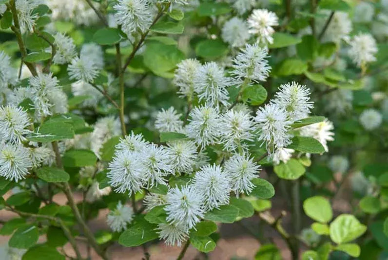 Fothergilla Gardenii - View 22 from www redcrocus com
