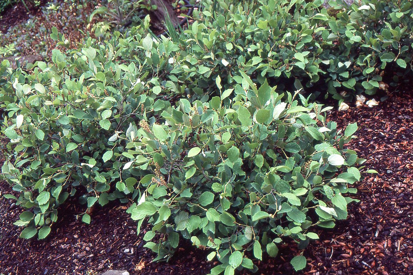 Fothergilla Gardenii - View 23 from www redcrocus com