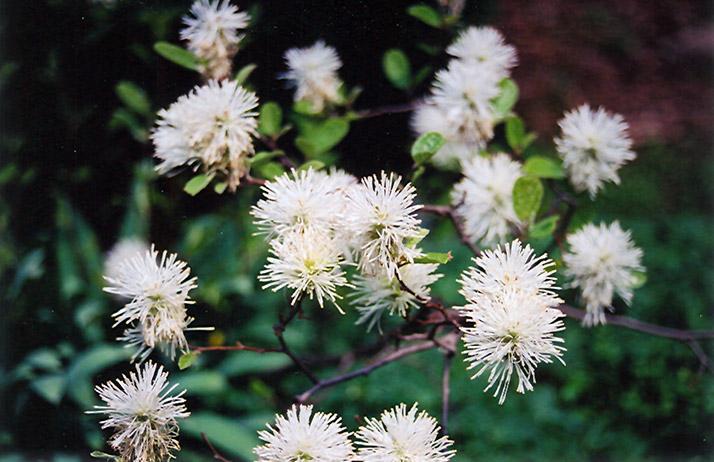 Fothergilla Gardenii - View 27 from www redcrocus com