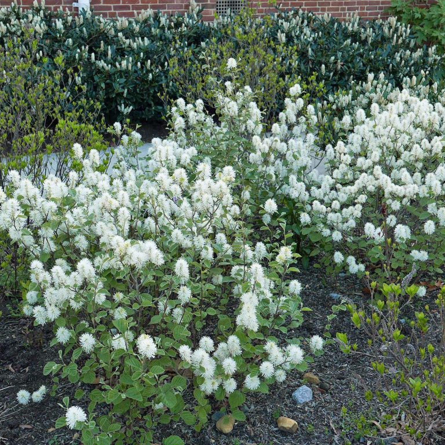 Fothergilla Gardenii - View 28 from www redcrocus com