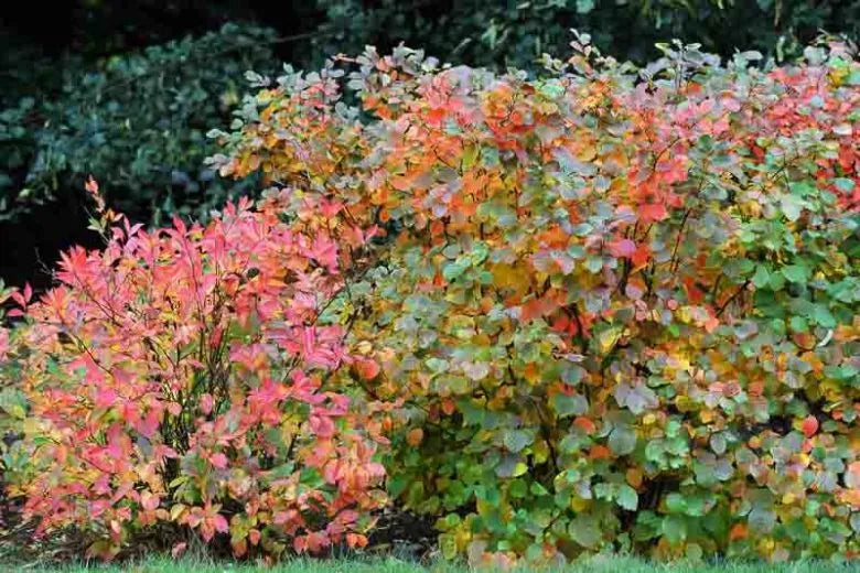 Fothergilla Gardenii - View 31 from www redcrocus com