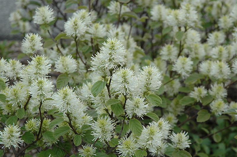 Fothergilla Gardenii - View 33 from www redcrocus com
