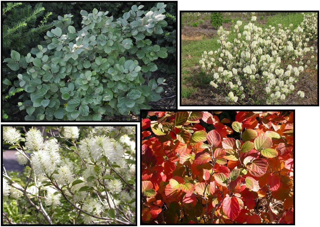 Fothergilla Gardenii - View 34 from www redcrocus com