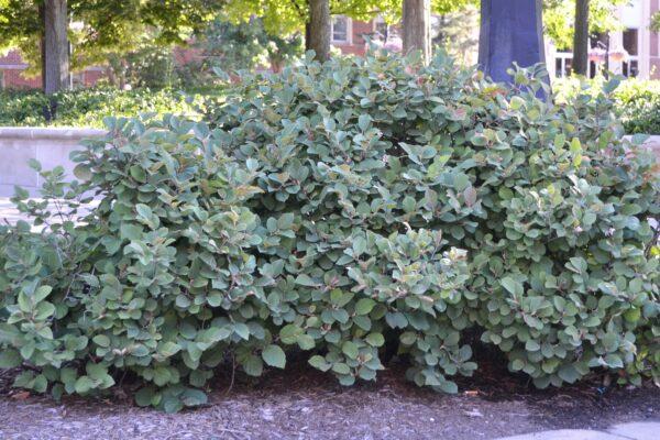 Fothergilla Gardenii - View 35 from www redcrocus com