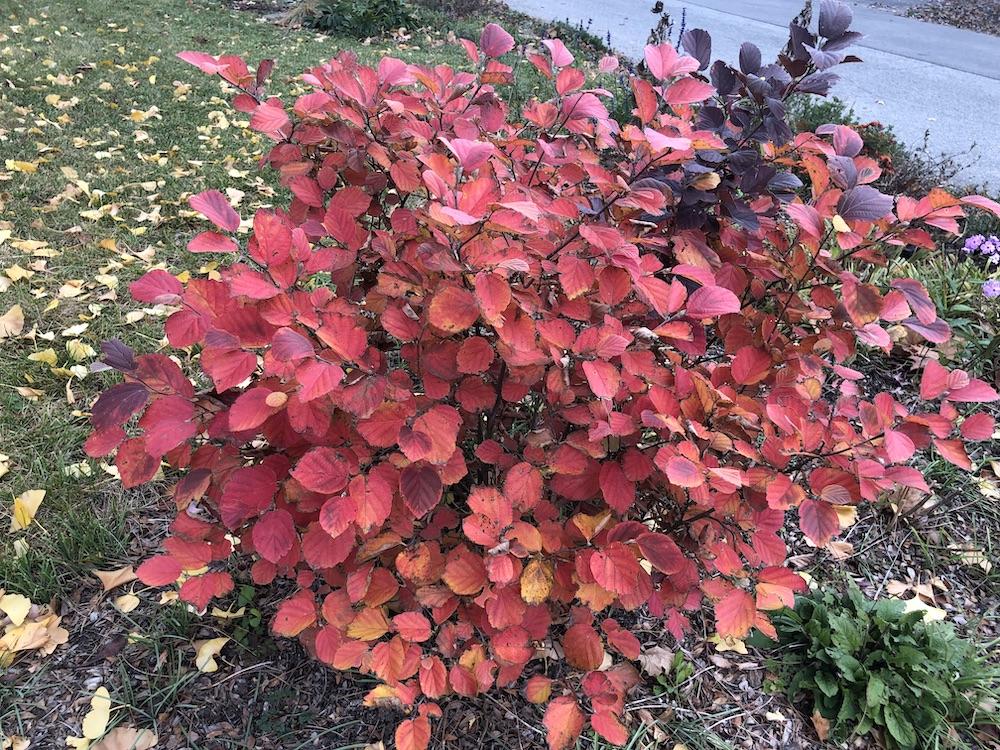Fothergilla Gardenii - View 36 from www redcrocus com