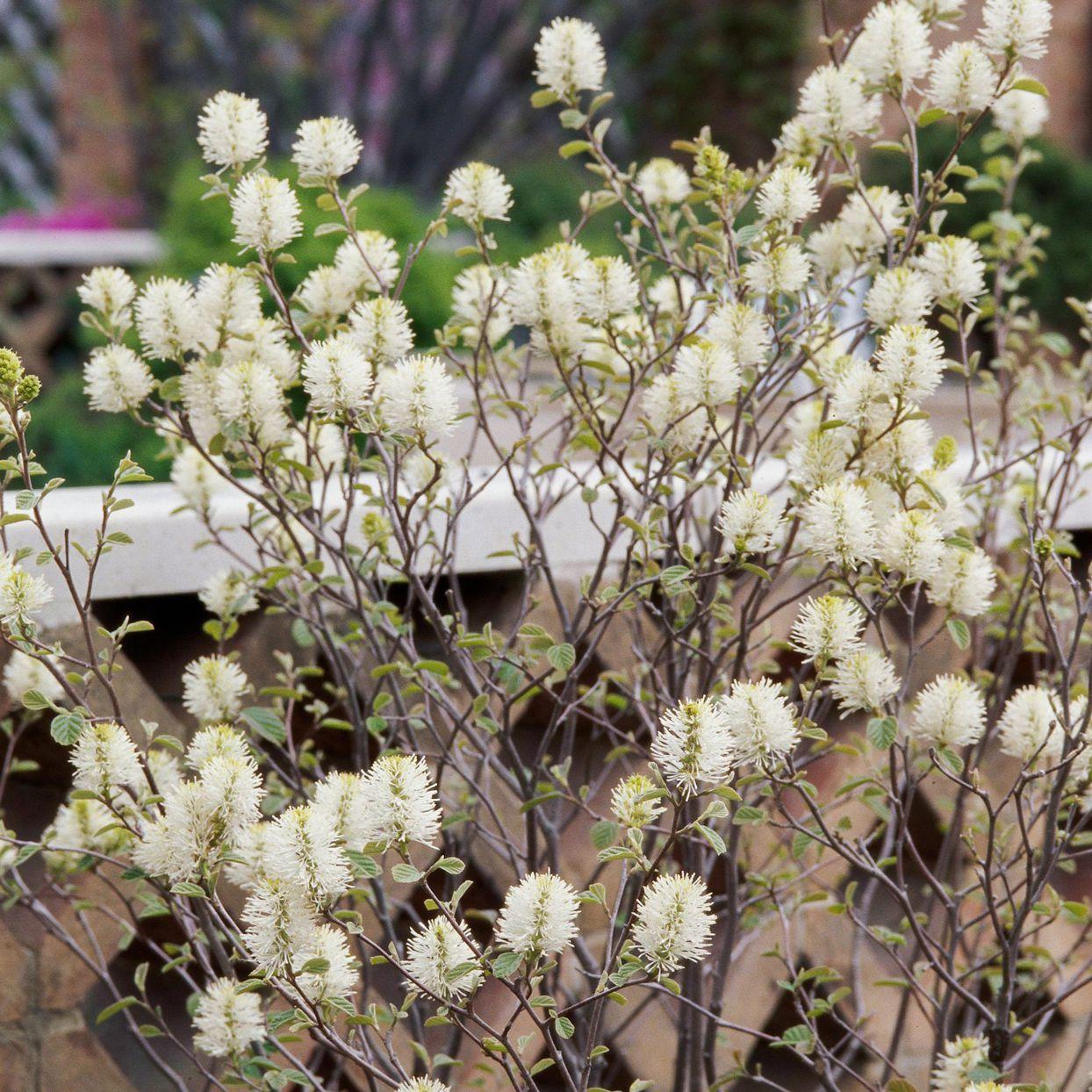Fothergilla Gardenii - View 38 from www redcrocus com