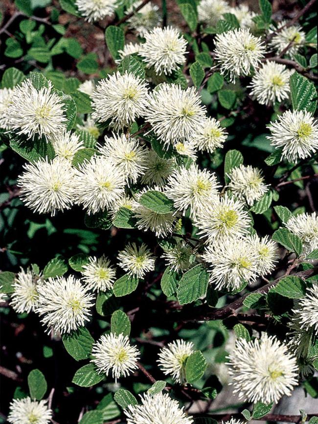 Fothergilla Gardenii - View 3 from www redcrocus com