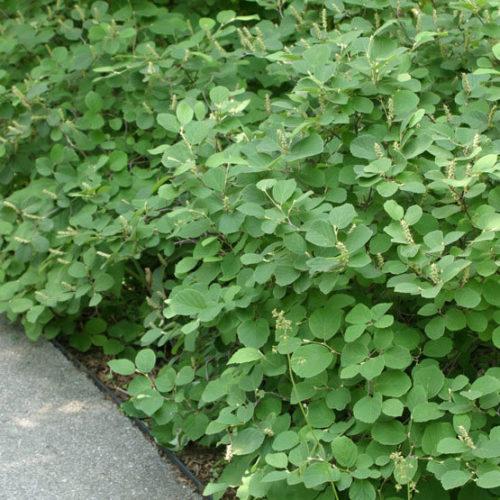 Fothergilla Gardenii - View 5 from www redcrocus com