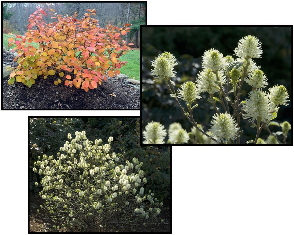 Fothergilla Gardenii - View 6 from www redcrocus com