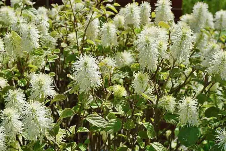 Fothergilla Gardenii - View 8 from www redcrocus com
