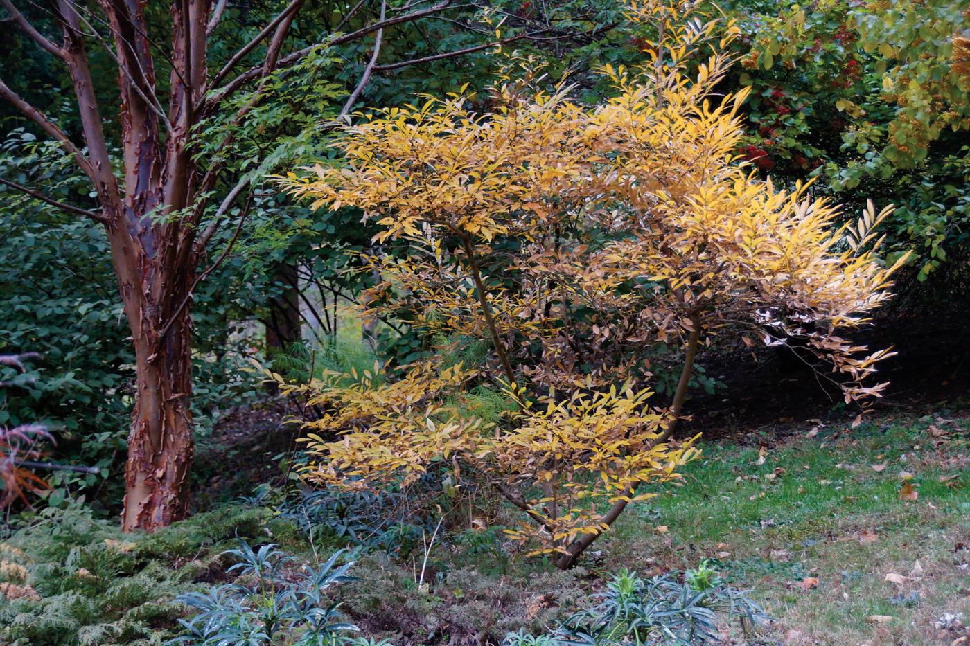 Lindera Glauca Salicifolia - View 16 from www redcrocus com