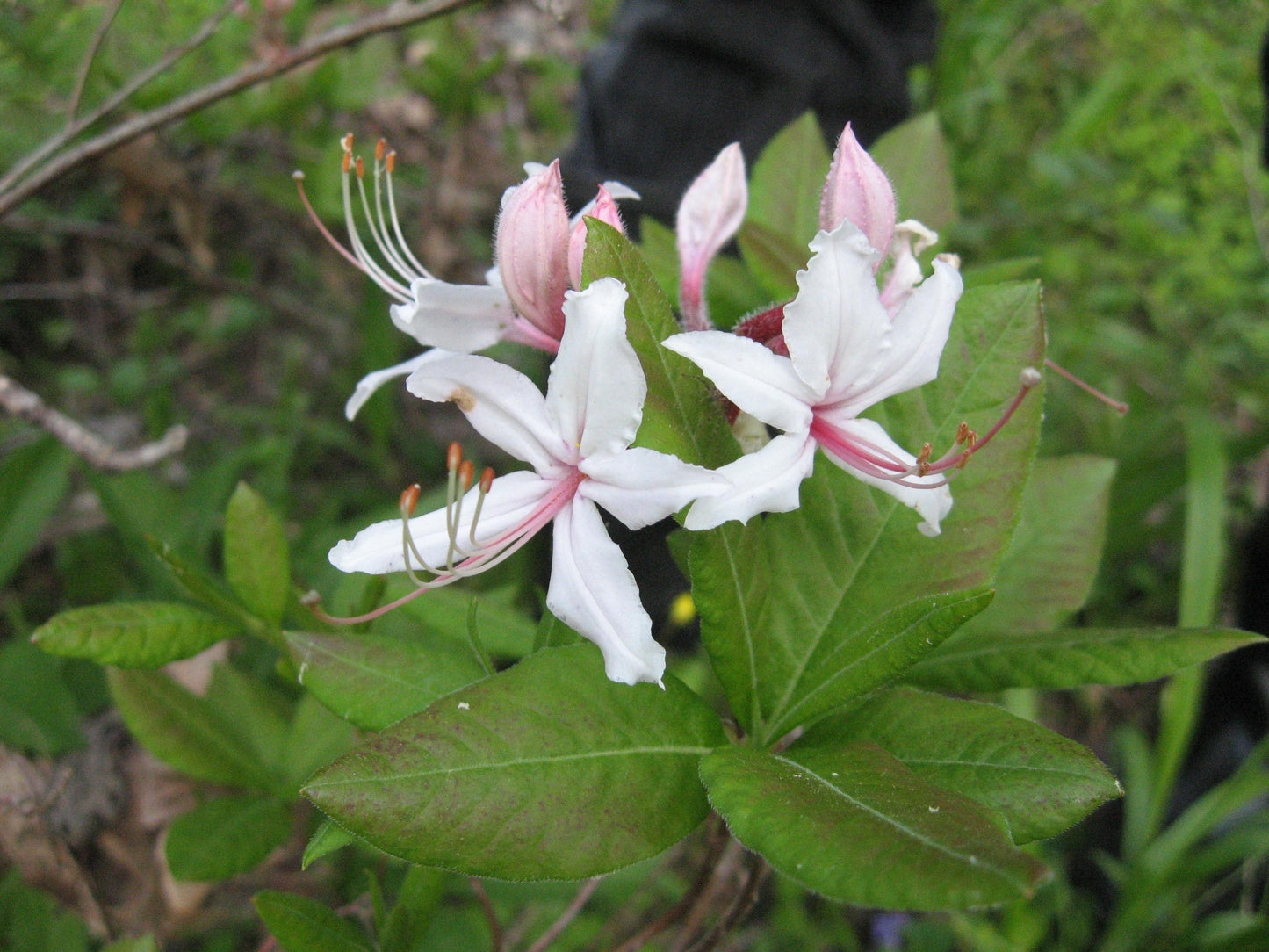 Azalea Periclymenoides - View 10 from www redcrocus com