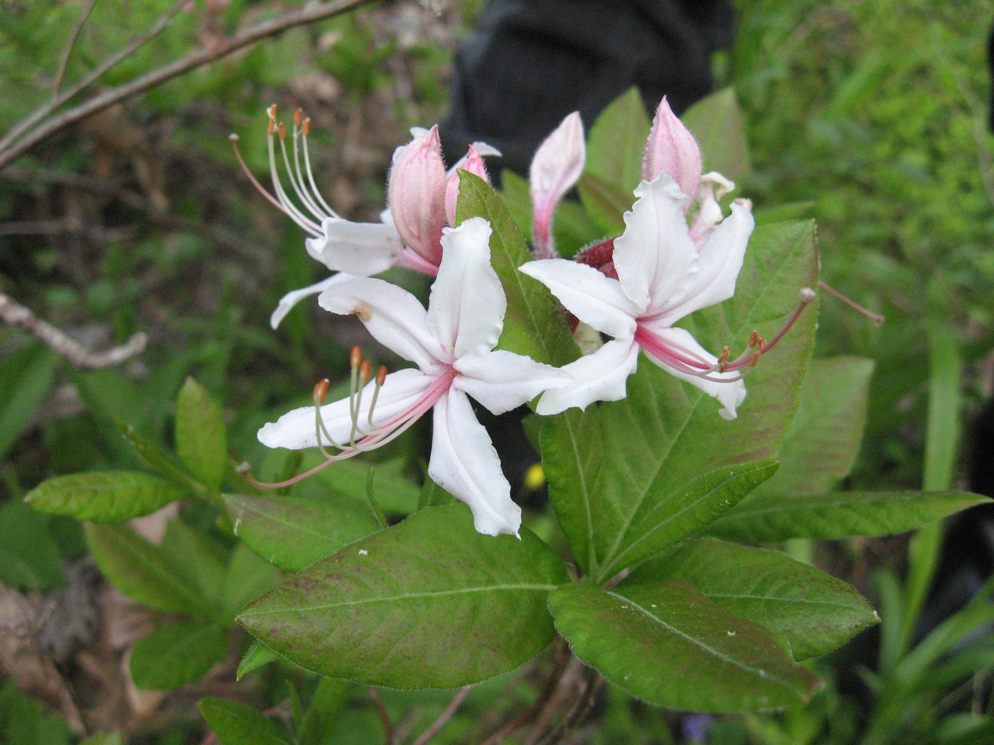 Azalea Periclymenoides - View 10 from www redcrocus com