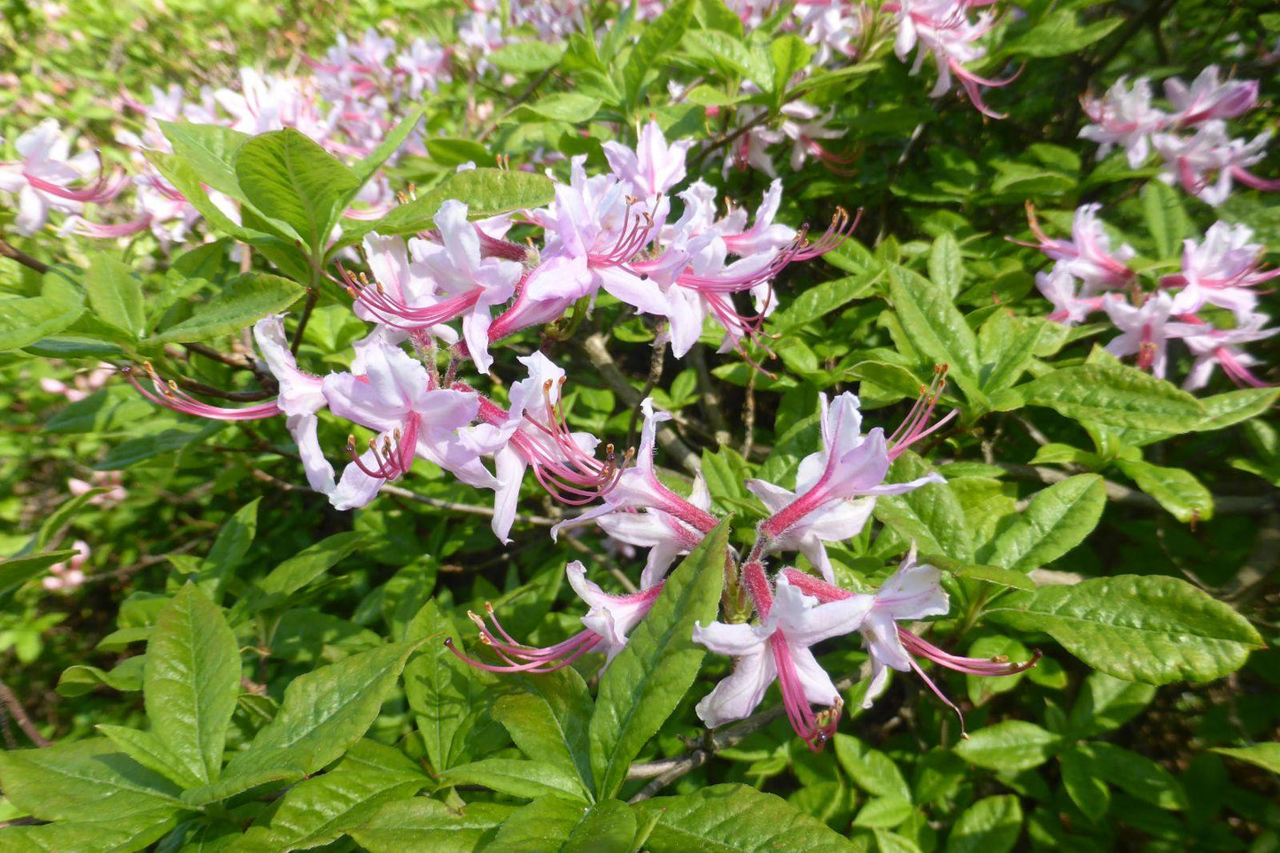 Azalea Periclymenoides - View 11 from www redcrocus com