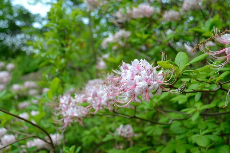 Azalea Periclymenoides - View 14 from www redcrocus com