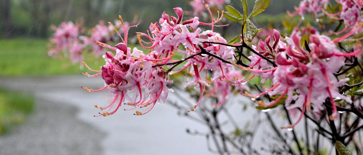 Azalea Periclymenoides - View 15 from www redcrocus com