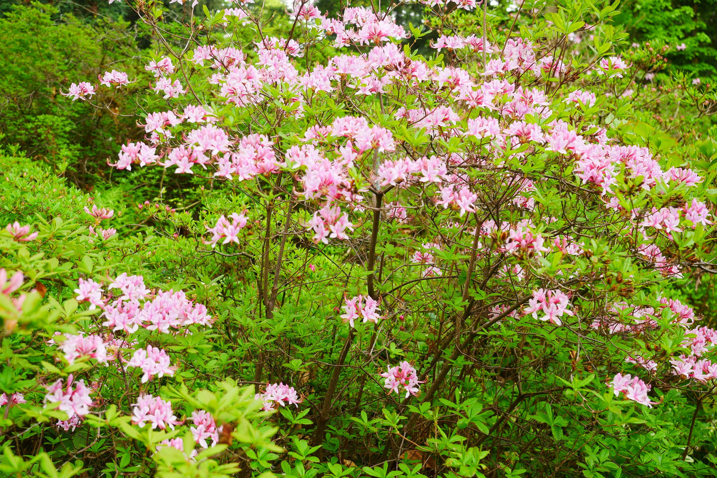 Azalea Periclymenoides - View 16 from www redcrocus com