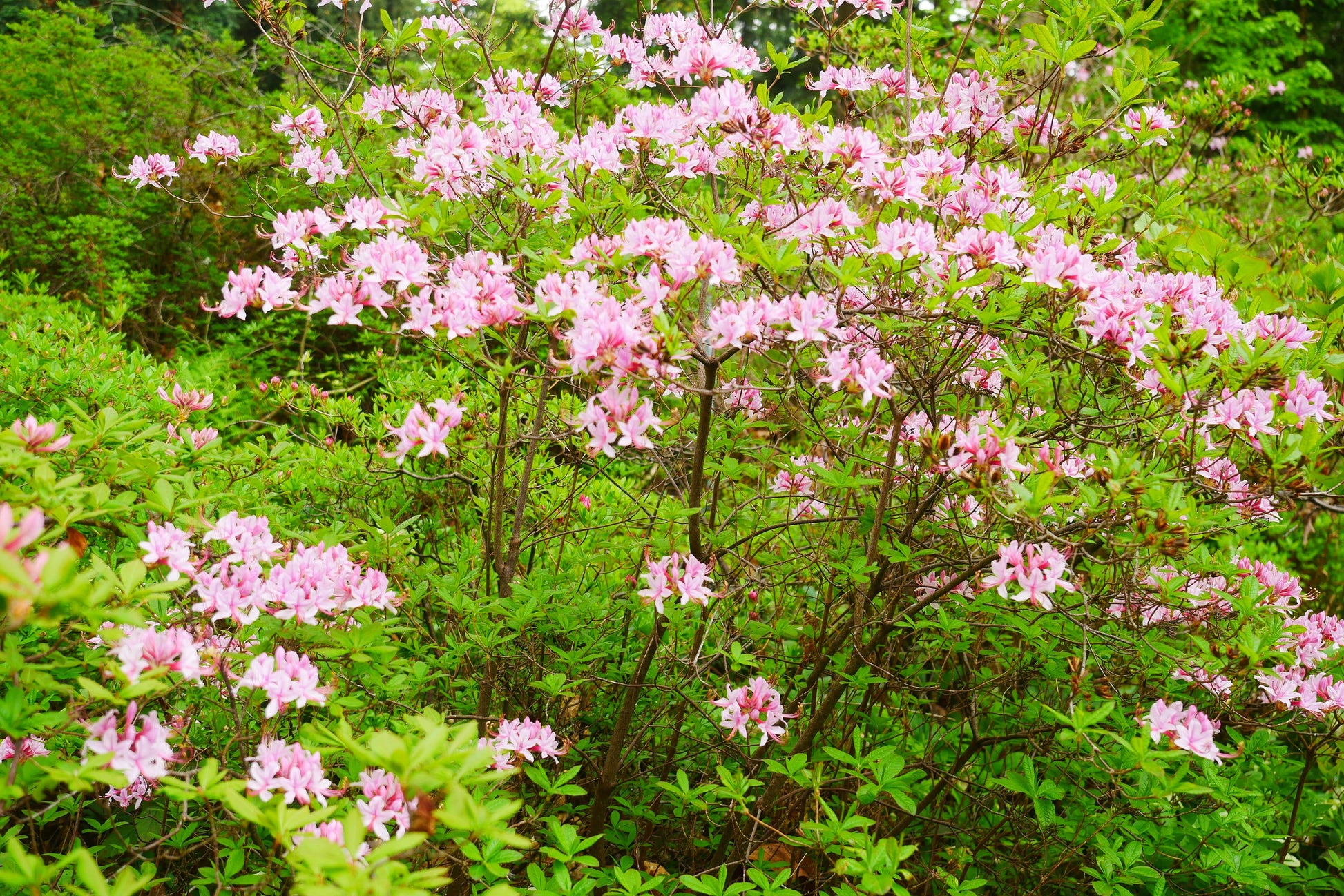 Azalea Periclymenoides - View 16 from www redcrocus com