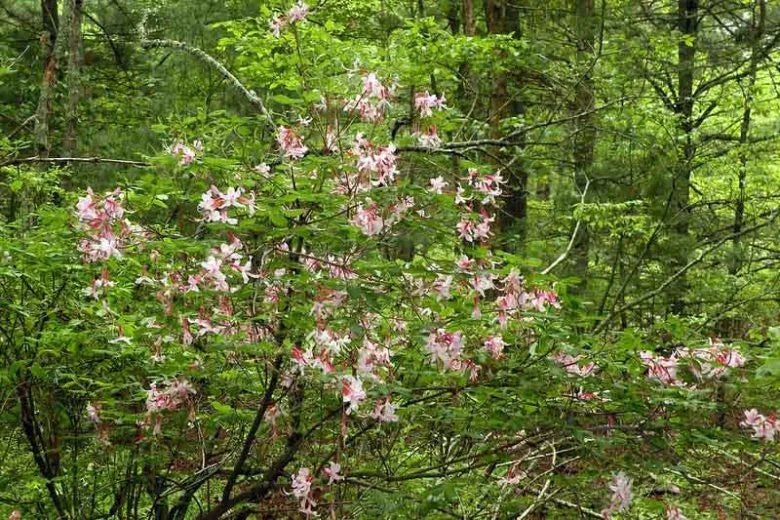 Azalea Periclymenoides - View 17 from www redcrocus com