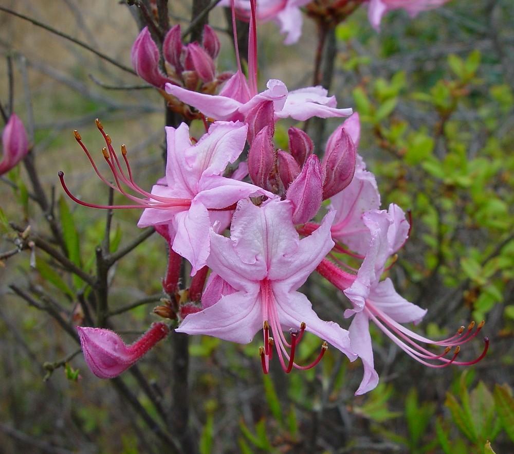 Azalea Periclymenoides - View 19 from www redcrocus com