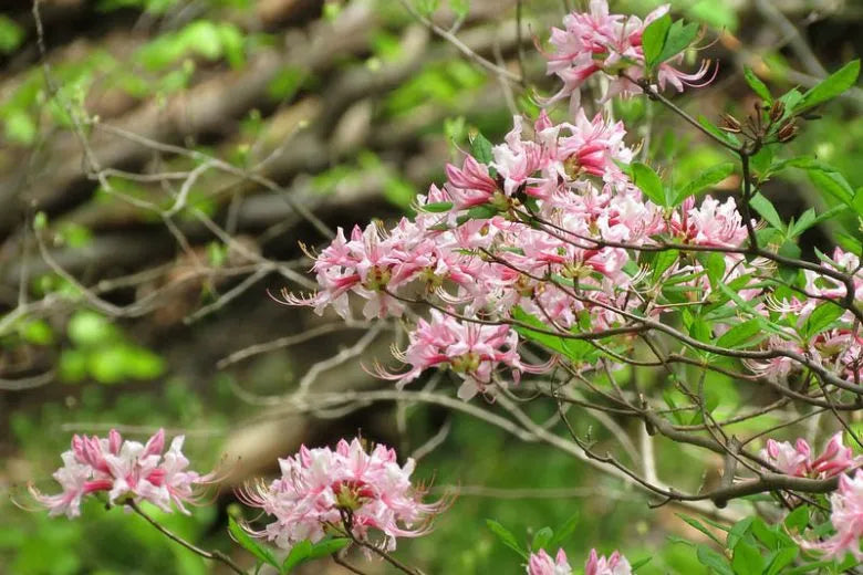 Azalea Periclymenoides - View 1 from www redcrocus com