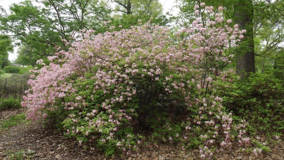 Azalea Periclymenoides - View 20 from www redcrocus com