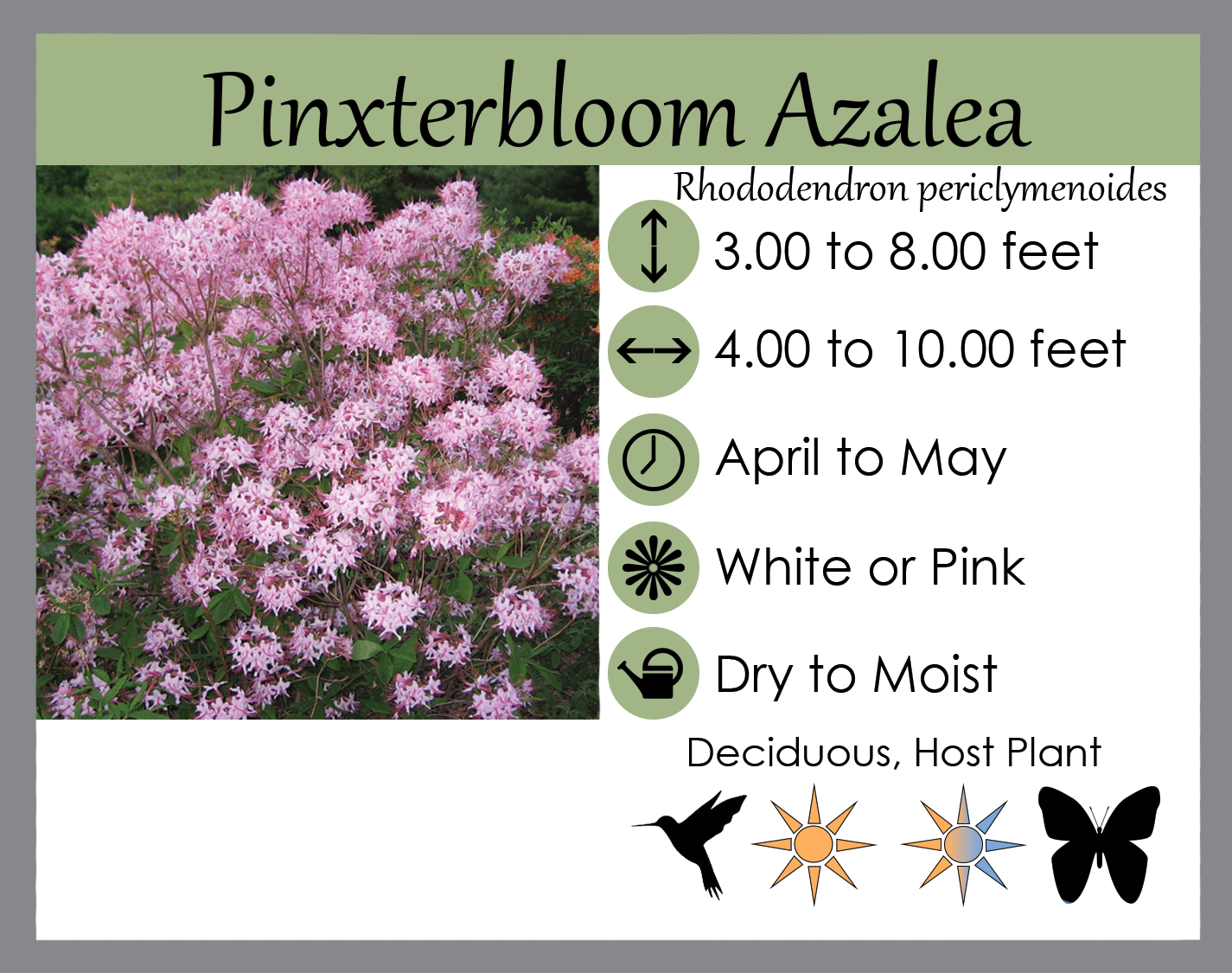 Azalea Periclymenoides - View 21 from www redcrocus com