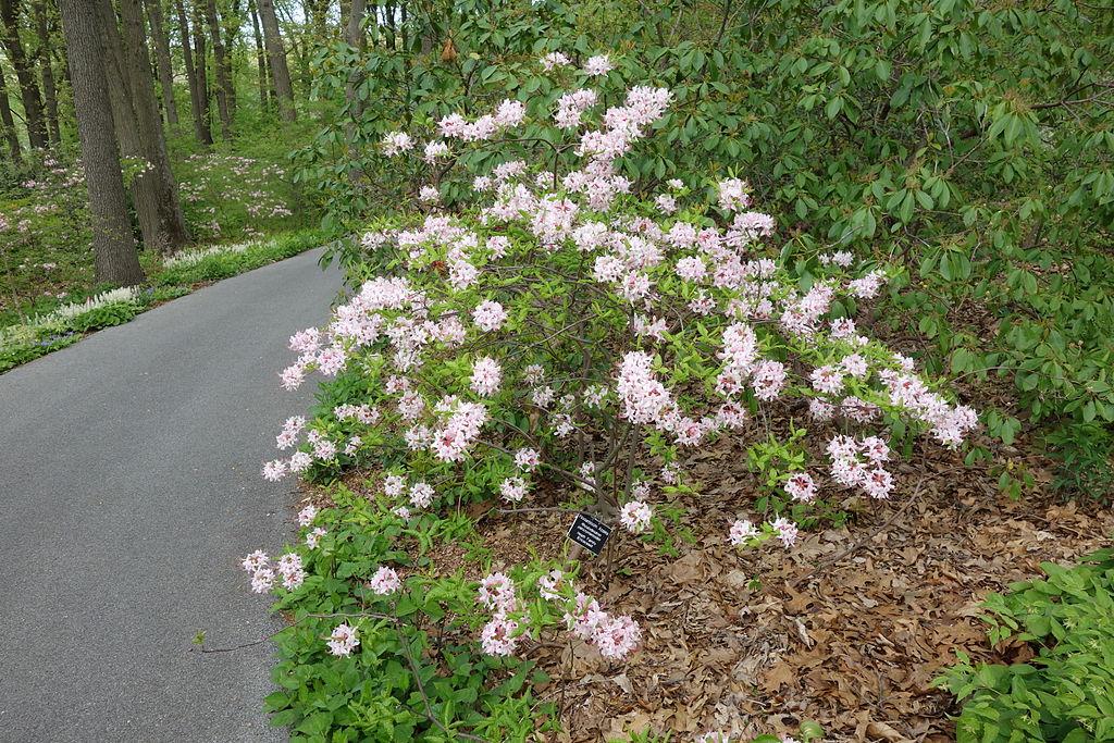 Azalea Periclymenoides - View 22 from www redcrocus com