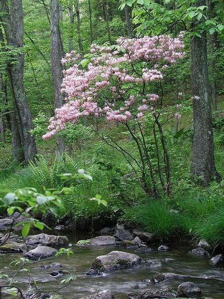 Azalea Periclymenoides - View 25 from www redcrocus com