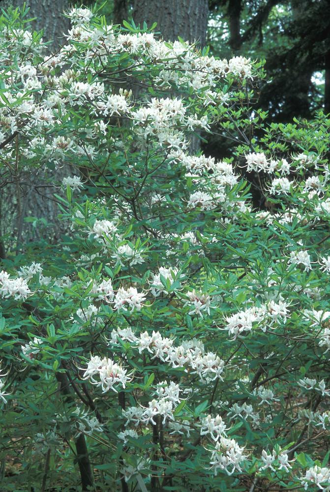 Azalea Periclymenoides - View 26 from www redcrocus com