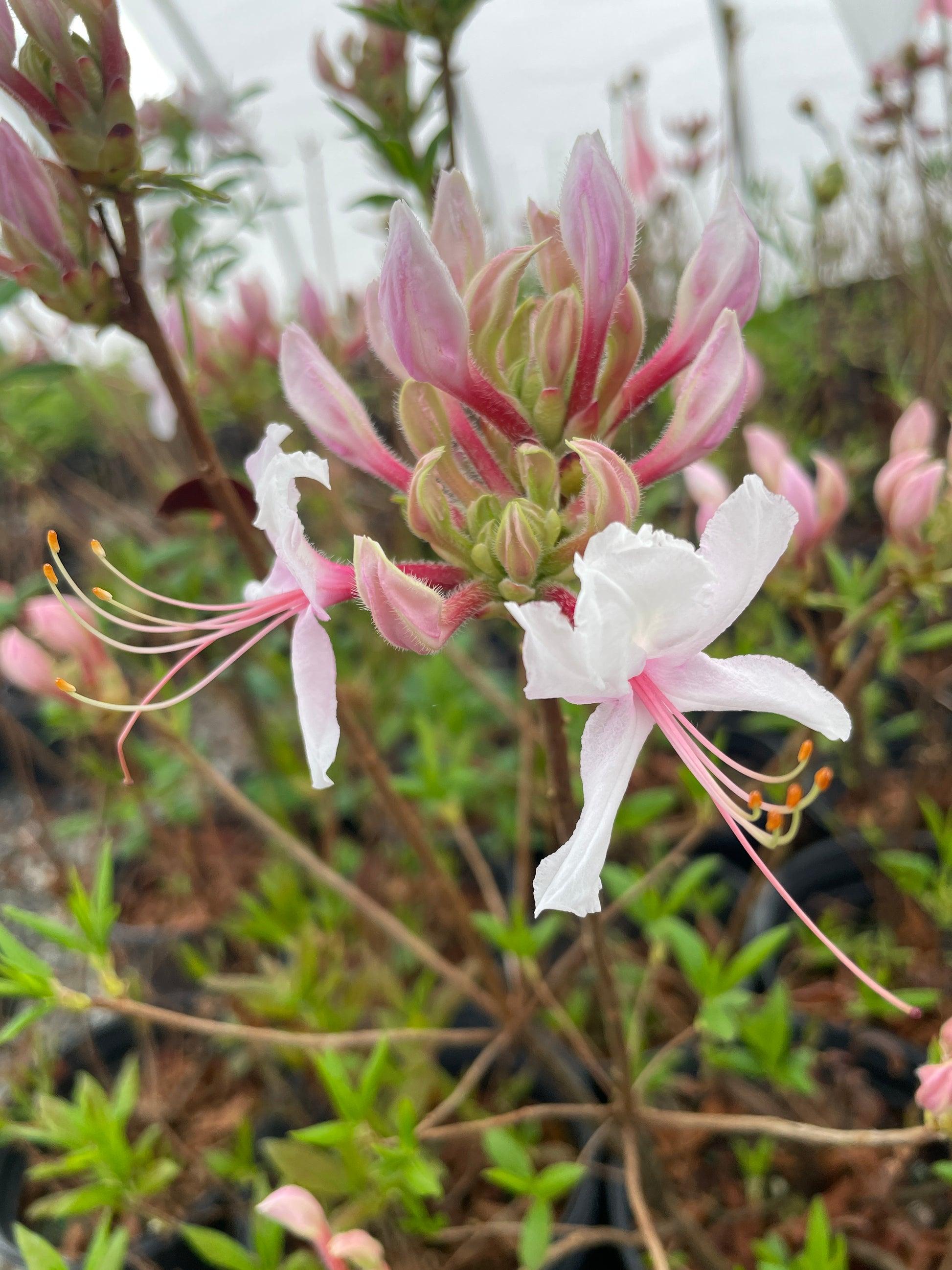 Azalea Periclymenoides - View 27 from www redcrocus com