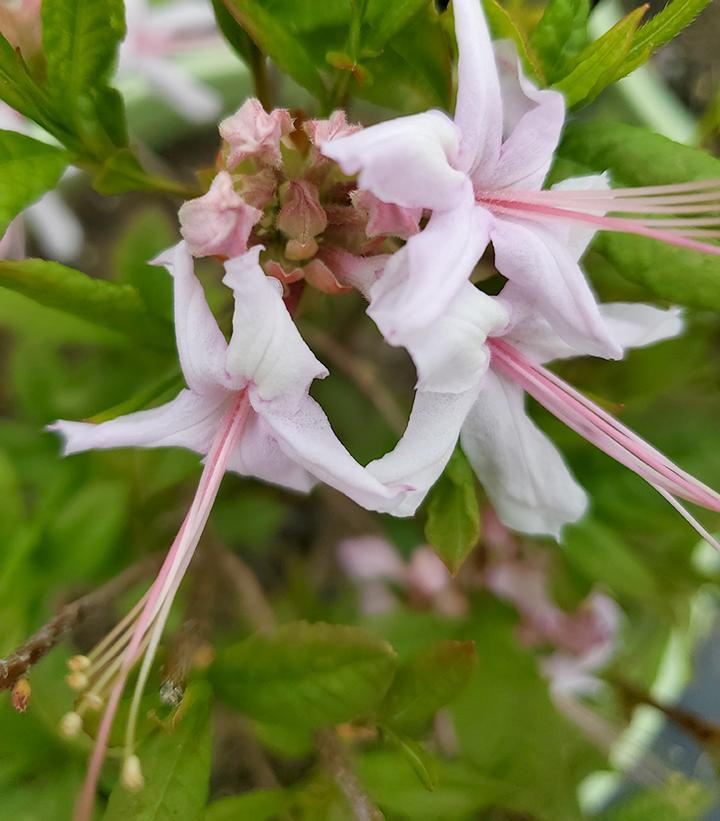 Azalea Periclymenoides - View 28 from www redcrocus com