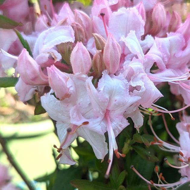 Azalea Periclymenoides - View 29 from www redcrocus com