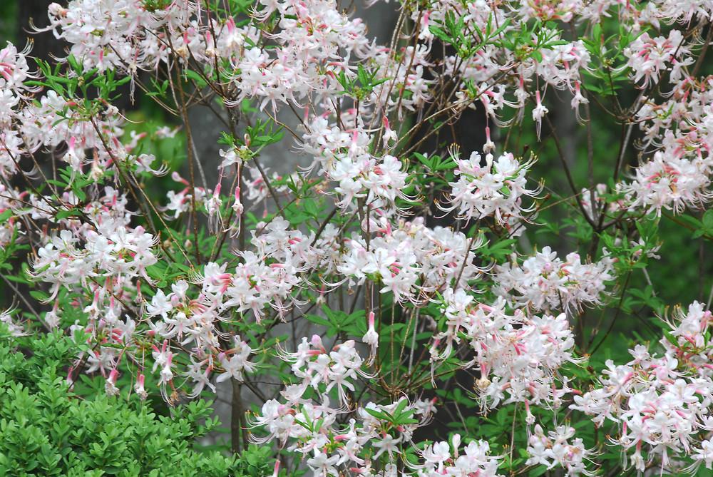 Azalea Periclymenoides - View 2 from www redcrocus com
