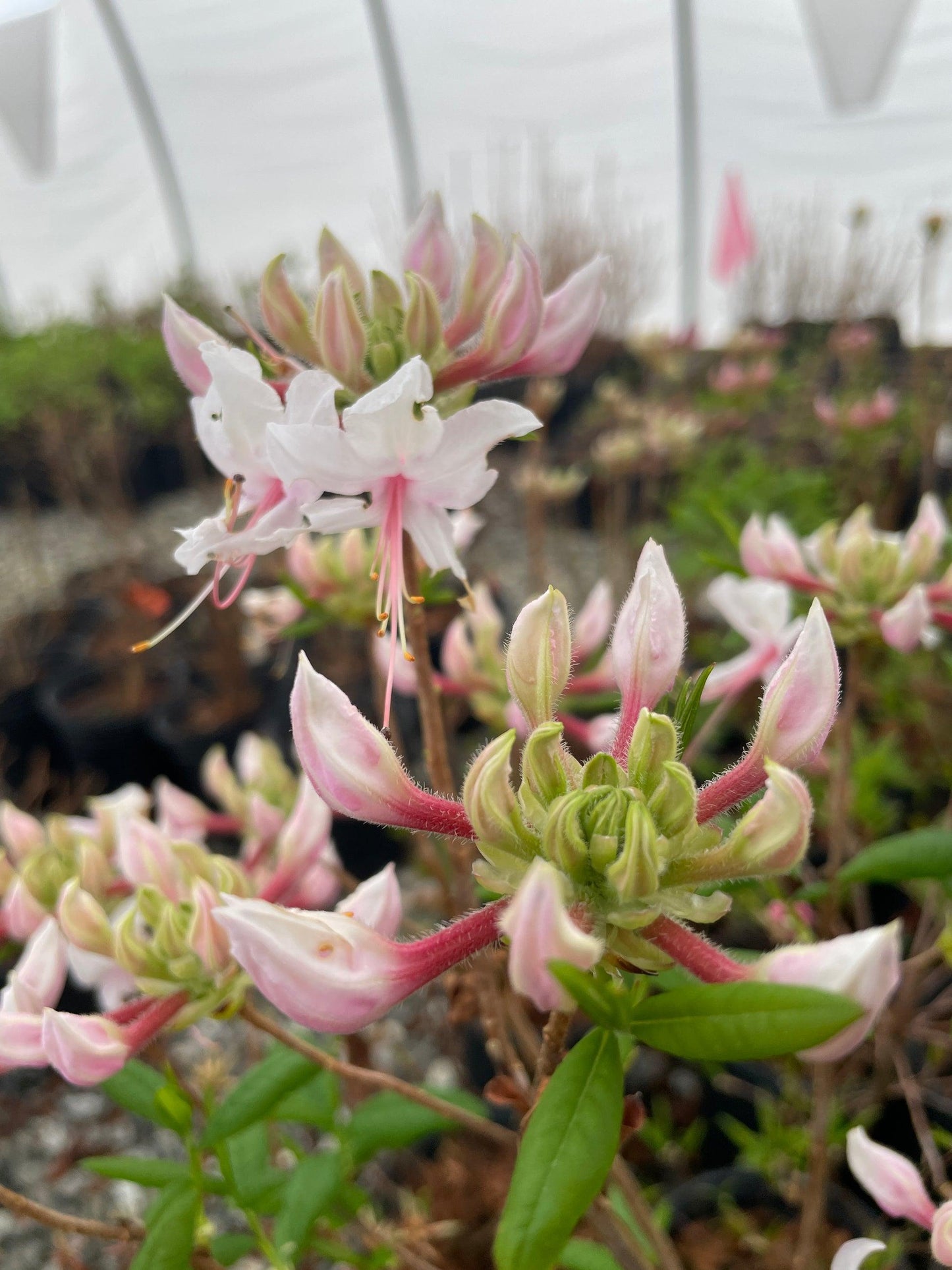 Azalea Periclymenoides - View 30 from www redcrocus com