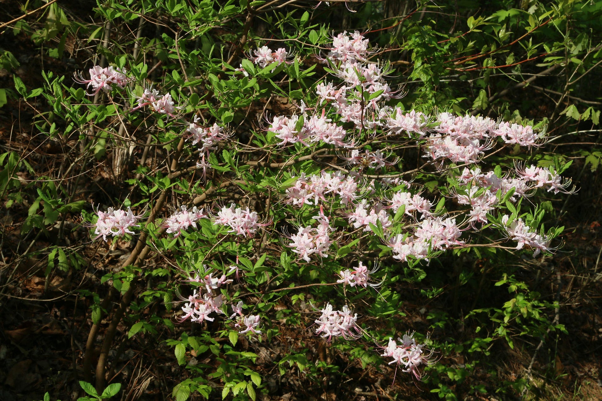 Azalea Periclymenoides - View 31 from www redcrocus com