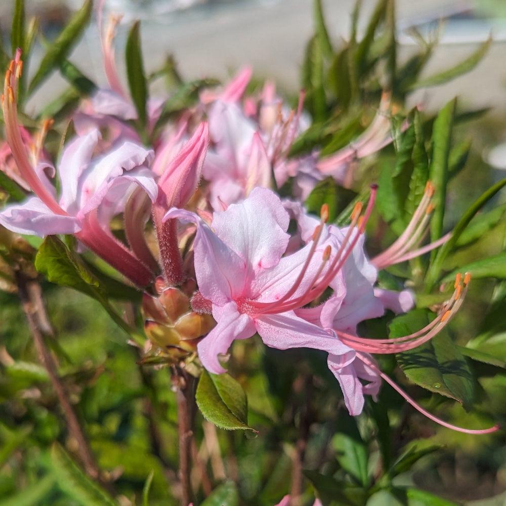 Azalea Periclymenoides - View 32 from www redcrocus com