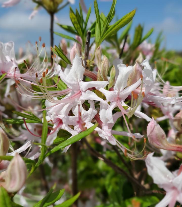 Azalea Periclymenoides - View 34 from www redcrocus com