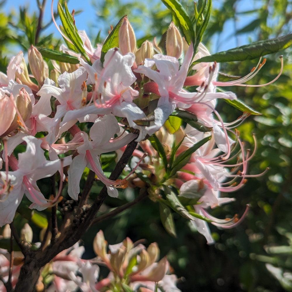Azalea Periclymenoides - View 36 from www redcrocus com
